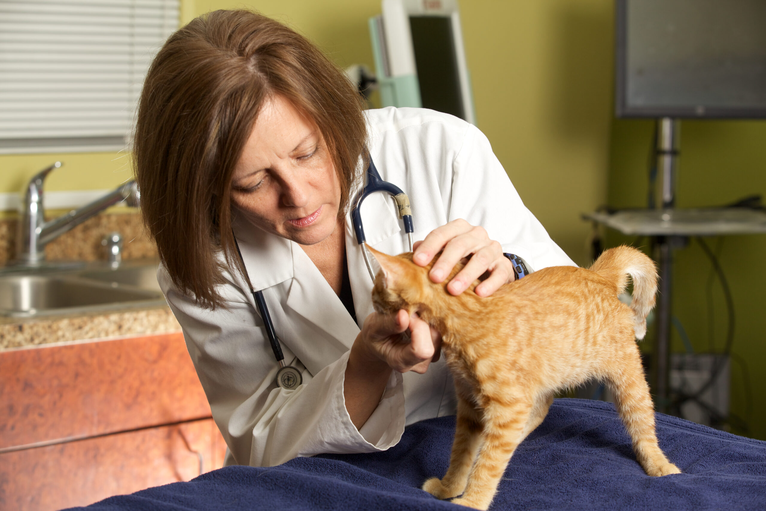 Veterinary exam for a kitten at PETSURG and ER4PETS in San Diego, CA A female veterinarian in a white coat examines an orange tabby kitten on an exam table at a veterinary clinic in San Diego, CA
