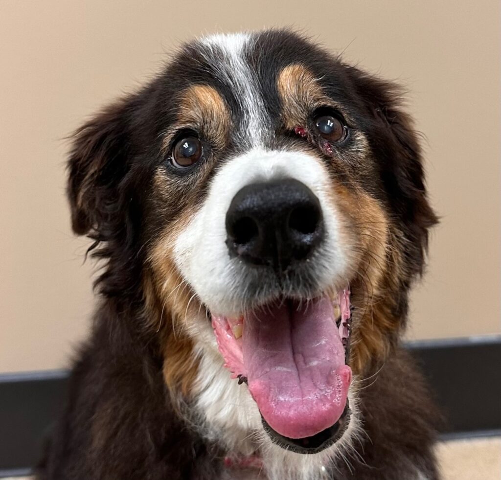 Dog patient recovering after surgery at PETSURG and ER4PETS, San Diego, CA A happy tricolor dog with a big smile recovering at PETSURG and ER4PETS in San Diego, CA, with a healed surgical site visible above the eye