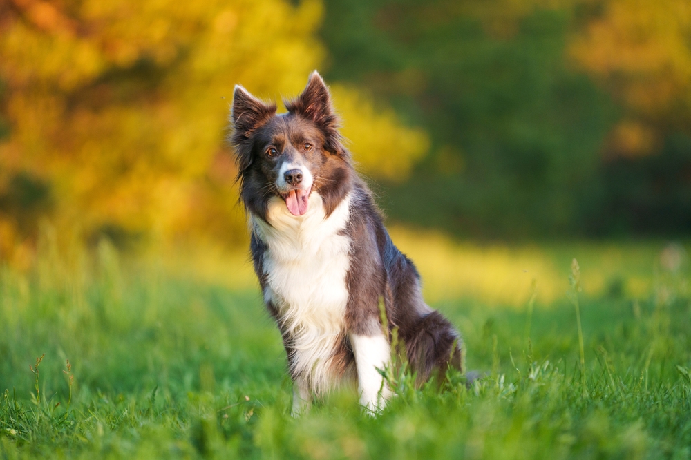 A brown and white Border Collie sitting on green grass outdoors, representing canine diagnostic evaluation for limb amputation surgery at PETSURG and ER4PETS in San Diego, CA 