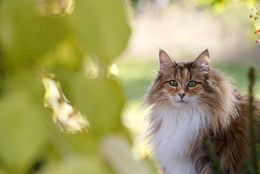 A fluffy long-haired cat sitting outdoors in soft green light, representing feline limb amputation care and surgical services at PETSURG and ER4PETS in San Diego, CA