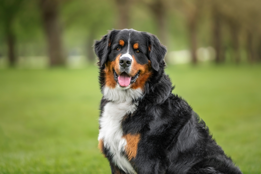 Healthy dog patient, pet mammectomy and surgical care at PETSURG and ER4PETS, San Diego, CA A healthy Bernese Mountain Dog sitting outdoors in a grassy park, representing canine wellness care at PETSURG and ER4PETS in San Diego, CA