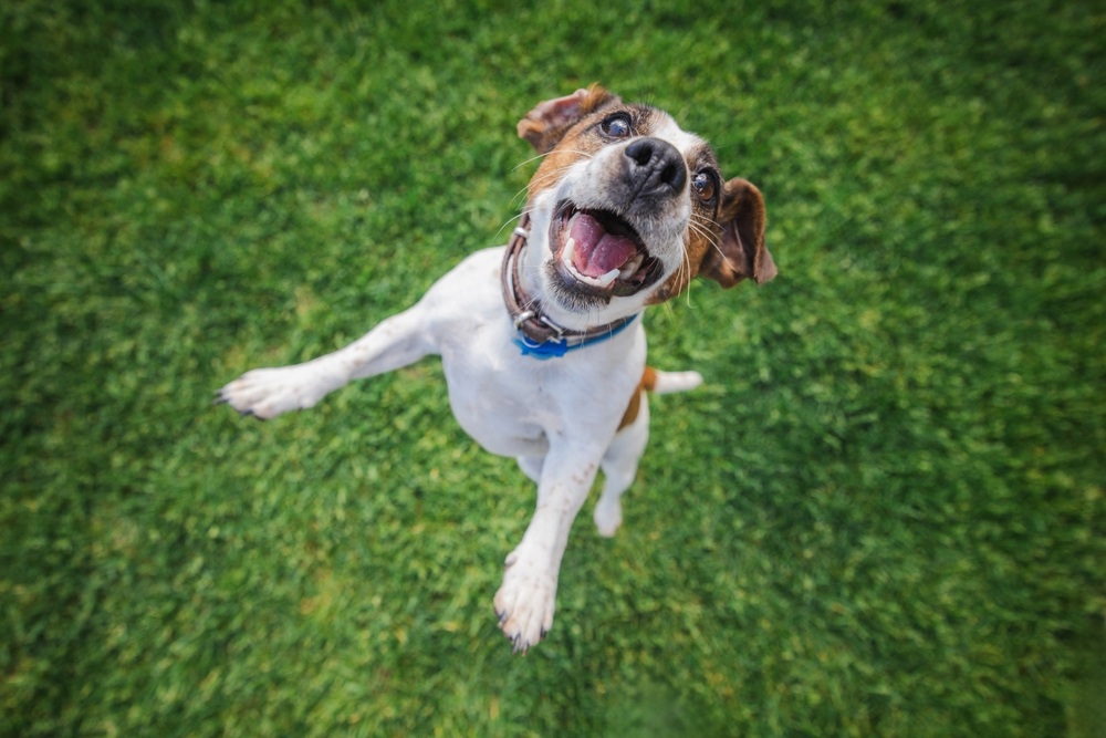 Happy dog after recovery, positive outcome following pet mammectomy at PETSURG and ER4PETS, San Diego, CA An energetic Jack Russell Terrier jumping playfully on green grass, representing a positive prognosis and healthy recovery after pet mammectomy at PETSURG and ER4PETS in San Diego, CA