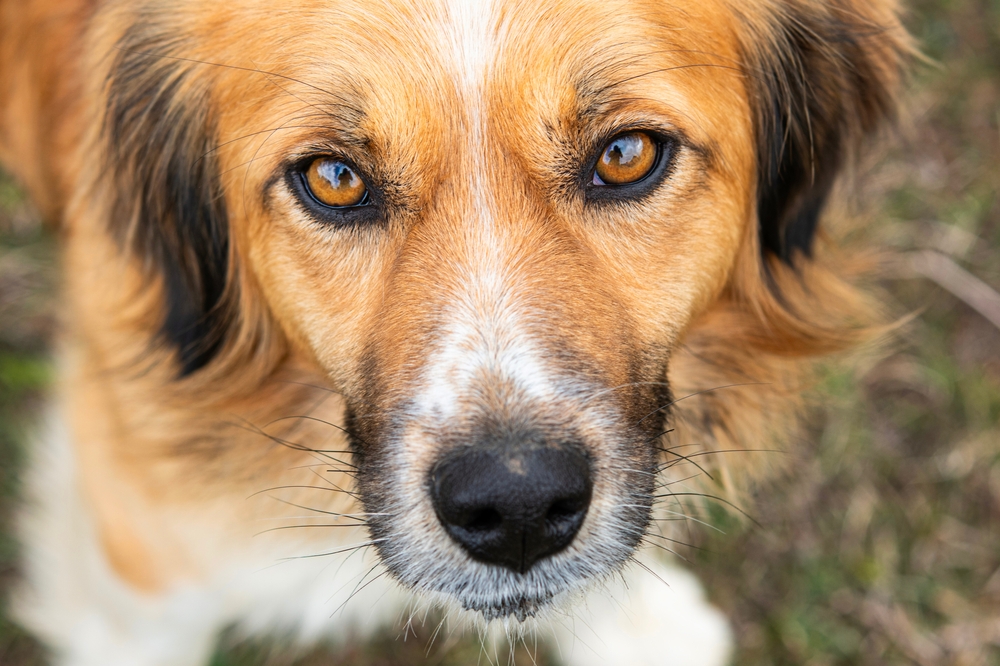 Dog patient receiving diagnostics and mammary tumor evaluation, PETSURG and ER4PETS, San Diego, CA Close-up portrait of a golden mixed-breed dog looking directly at the camera, representing canine diagnostics and mammary tumor evaluation at PETSURG and ER4PETS in San Diego, CA