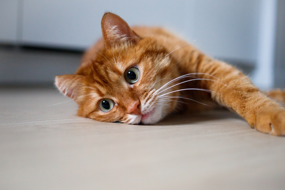 An orange tabby cat lying relaxed on the floor with paws stretched forward, representing post-operative recovery and complication monitoring after pet limb amputation at PETSURG and ER4PETS in San Diego, CA 