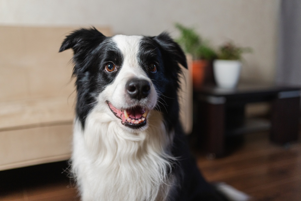 A happy black and white Border Collie with mouth open sitting indoors, representing a positive outcome and quality of life after pet limb amputation at PETSURG and ER4PETS in San Diego, CA 