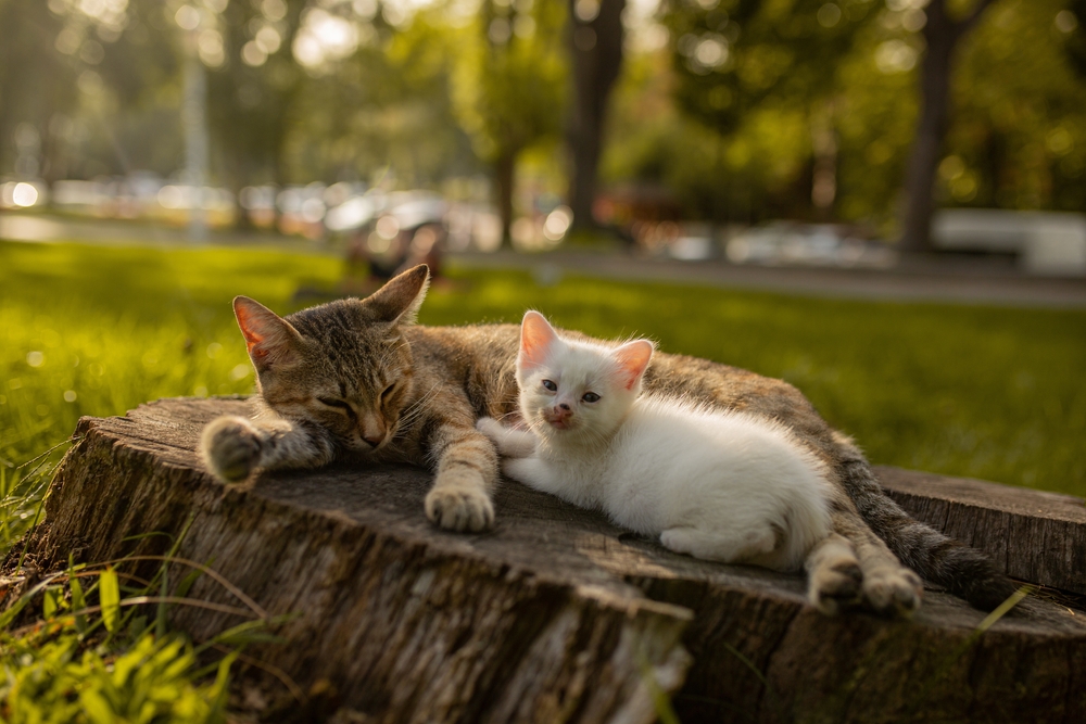 Mother cat and kitten, feline mammary tumor treatment at PETSURG and ER4PETS, San Diego, CA A tabby mother cat and a white kitten resting together on a tree stump outdoors, representing feline mammary tumor treatment and cat surgical care at PETSURG and ER4PETS in San Diego, CA
