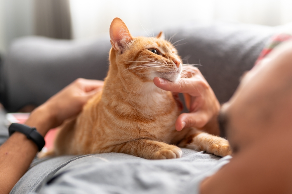 Pet owner caring for cat at home after mammectomy surgery, PETSURG and ER4PETS, San Diego, CA A person gently petting an orange tabby cat resting on a couch, representing at-home aftercare and recovery following pet mammectomy surgery at PETSURG and ER4PETS in San Diego, CA