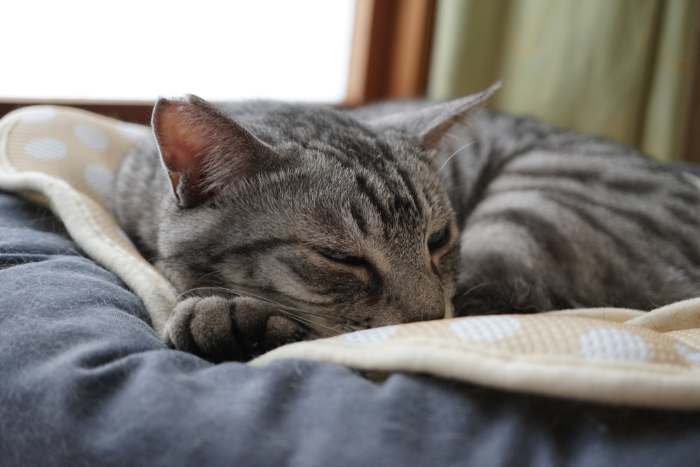 Resting cat patient, feline mammectomy surgery at PETSURG and ER4PETS, San Diego, CA A gray tabby cat resting comfortably on a soft blanket, representing feline mammary tumor care and cat surgical services at PETSURG and ER4PETS in San Diego, CA