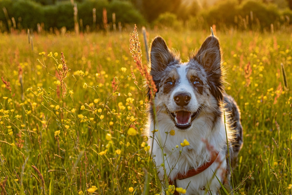Happy dog outdoors after recovery, pet mammectomy surgical care at PETSURG and ER4PETS, San Diego, CA A happy merle-coated dog standing in a wildflower field in golden light, representing dog health and recovery after mammectomy surgery at PETSURG and ER4PETS in San Diego, CA